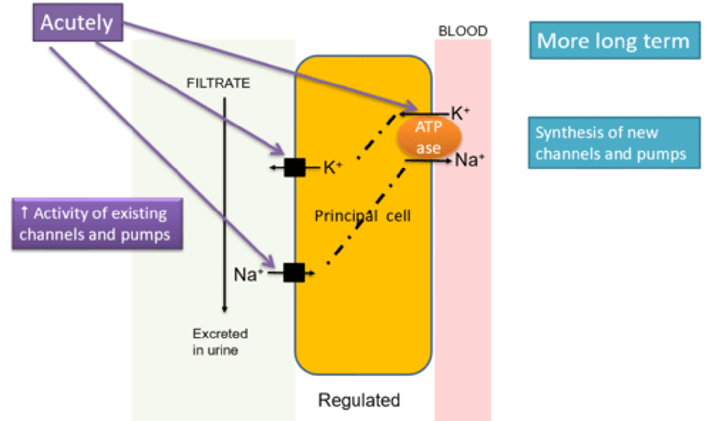 <p>-Increases the activity of the Na+K+ATPase pump acutely</p><p>--In the long term it can increase the number and activity of existing pumps and channels</p><p>-Hence more K+ is secreted and more Na+ is absorbed in the presence of aldosterone</p>