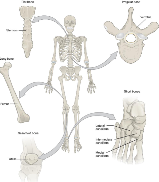 <ul><li><p>short- cube shaped</p><ul><li><p> wrist and ankle</p></li></ul></li><li><p>flat- thin with sides parallel</p><ul><li><p>frontal, parietal skull</p></li></ul></li><li><p>long (discussed in ch 6)</p><ul><li><p>femur, humerus</p></li></ul></li><li><p>Sesamoid- no bone-bone attachment;</p><ul><li><p>develop in tendons, patella</p></li></ul></li><li><p>Irregular- odd shapes that don’t fit other categories;</p><ul><li><p>vertebrae, pelvic</p></li></ul></li></ul><p></p><p>LOOK AT BONE MARKINGS IN ADDITIONAL TERMS</p>