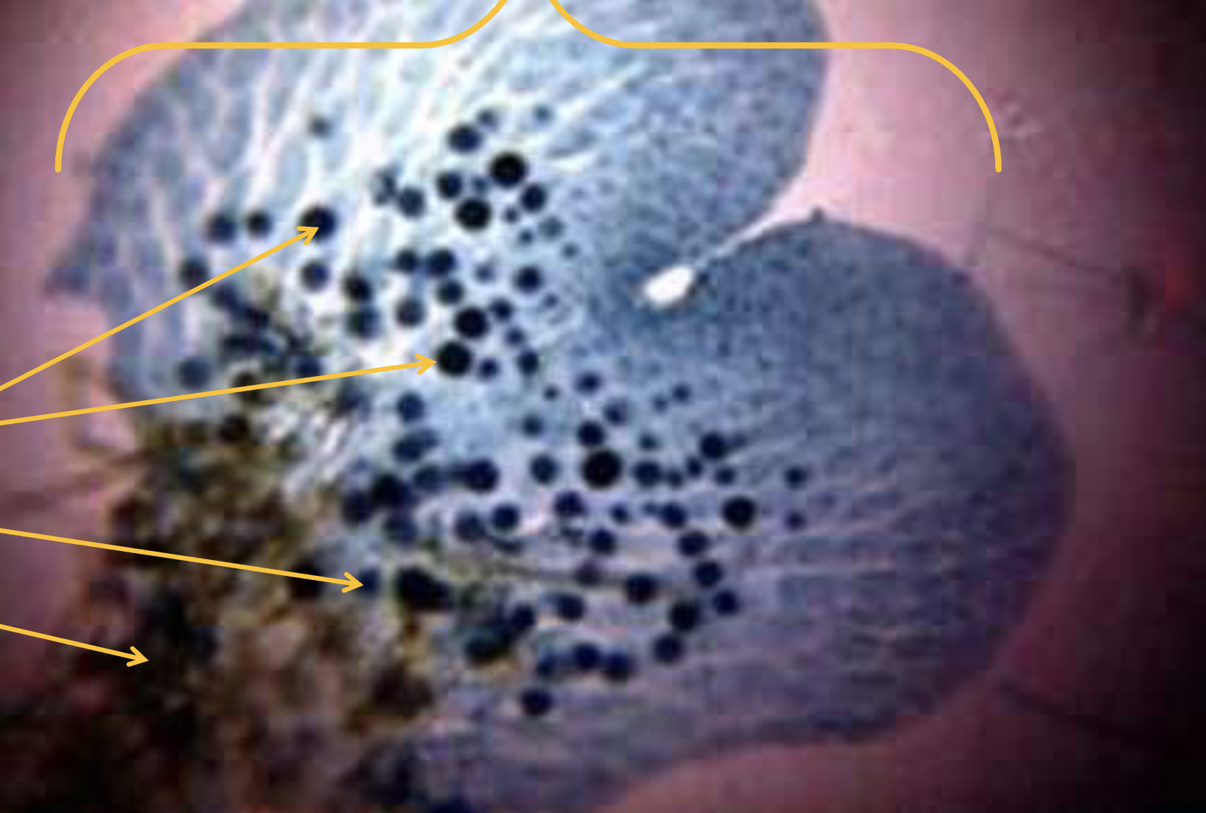 <p>What is this?</p>