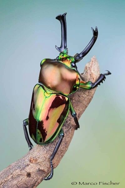 <p>Rainbow stag</p>