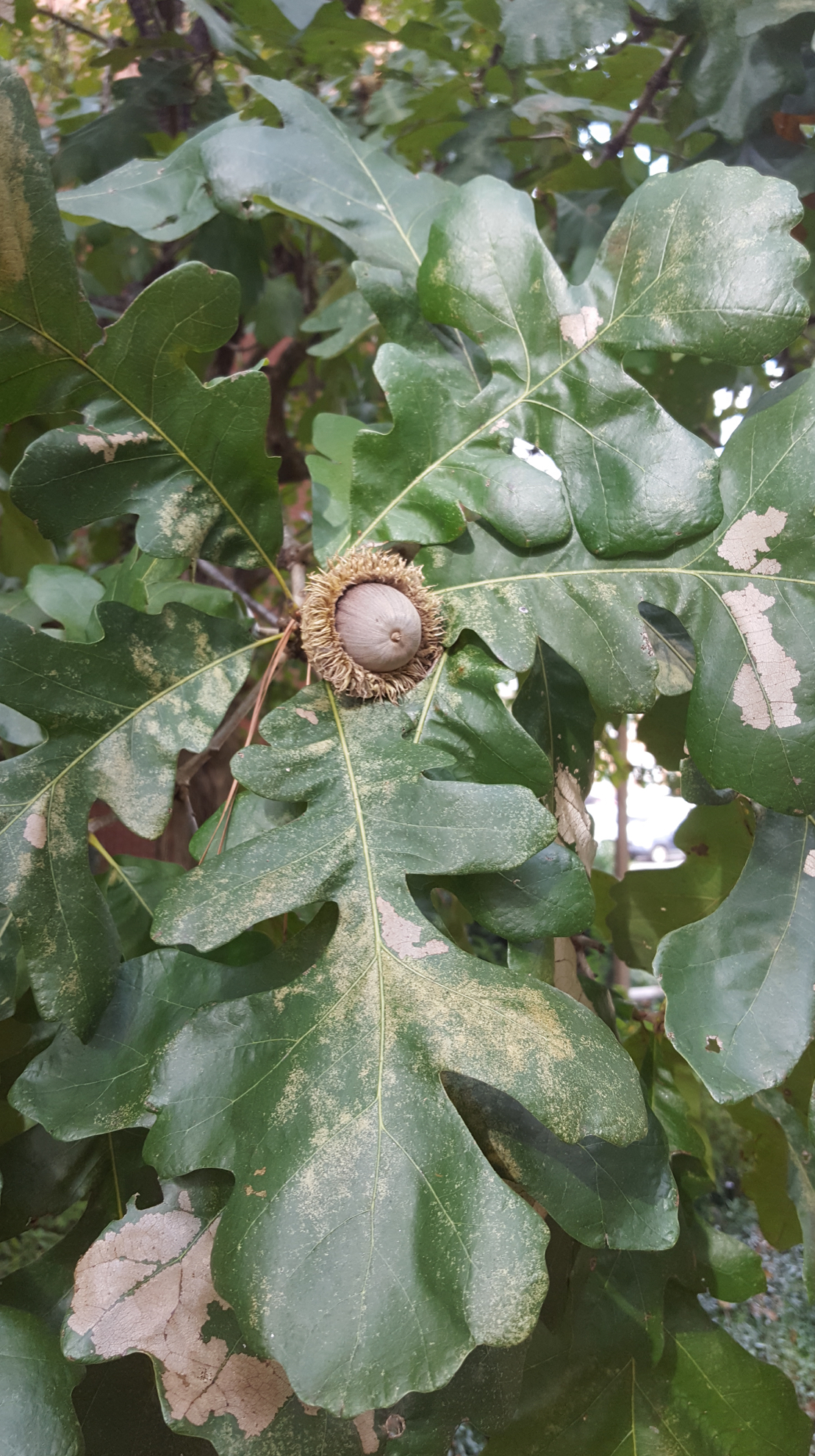<p>bur oak </p>