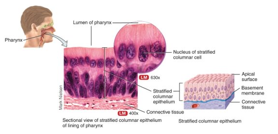 <p>only top layer is columnar; conjunctiva of eye, part of urethra</p>