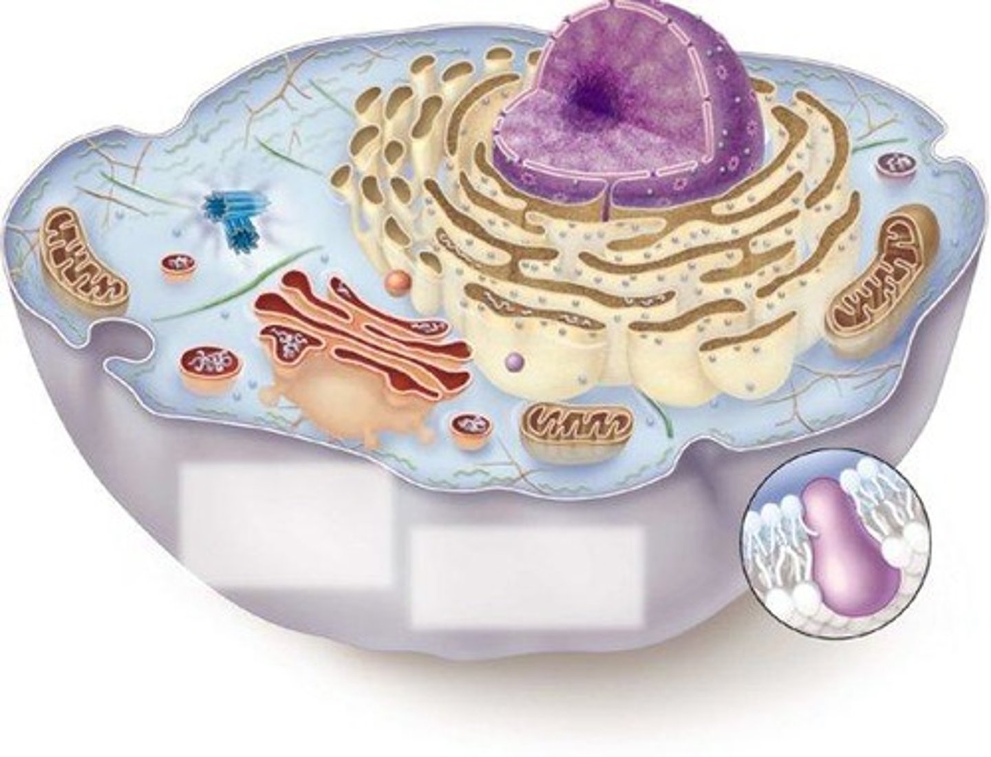 <p>surrounds the cell and protects it. Controls the movement of substances into and out of the cell.</p>
