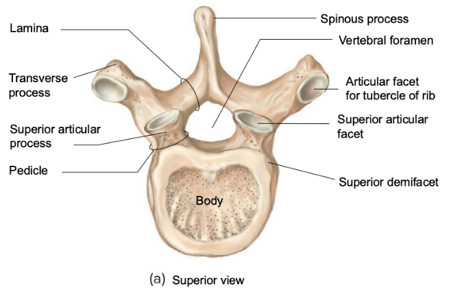 <ul><li><p><span style="background-color: transparent;"><span>Mid-sized vertebral </span><strong><span>body</span></strong><span> </span></span></p></li><li><p><span style="background-color: transparent;"><strong><span>Spinous process</span></strong><span> – present, rounded tip</span></span></p></li><li><p><span style="background-color: transparent;"><strong><span>Vertebral foramen</span></strong><span> – more circularly rounded space</span></span></p></li><li><p><span style="background-color: transparent;"><span>PRESENCE OF </span><strong><span>ARTICULAR FACET FOR TUBERCLE RIB </span></strong></span></p></li><li><p><span style="background-color: transparent;"><strong><span>Superior articular facet</span></strong><span> – present, facing the sky (from superior view), or slightly posted posteriorly and anteriorly (from lateral view) </span></span></p></li><li><p><span style="background-color: transparent;"><strong><span>Superior demifacet</span></strong><span> – present, small flattened surface on side of body</span></span></p></li><li><p><span style="background-color: transparent;"><strong><span>Pedicle</span></strong><span> – relatively shorter bulge out, with superior articular facet on top</span></span></p></li></ul><p></p>