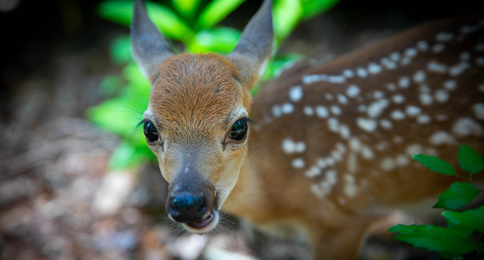 Key deer