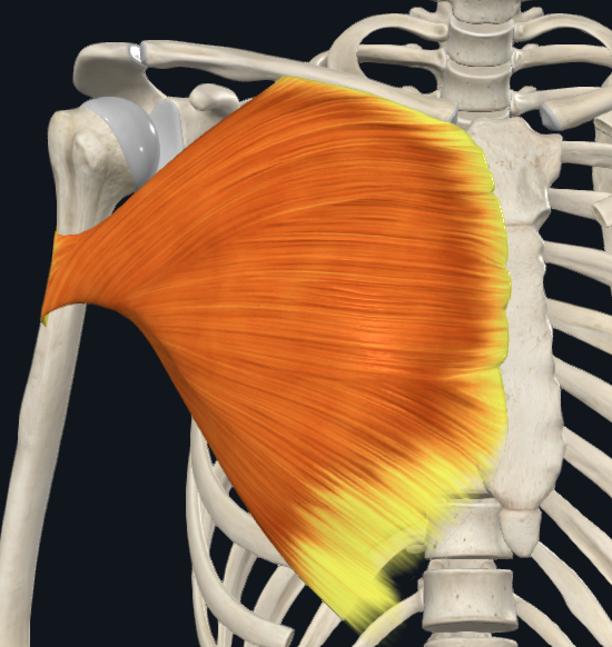 <p>Pectoralis major</p>