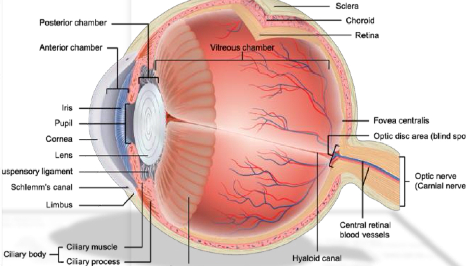<p>at angle of iris and sclera/corneal junction, is route that aqueous fluid of anterior chamber escapes (Blockage of Canal of Schlemm results in glaucoma)</p>