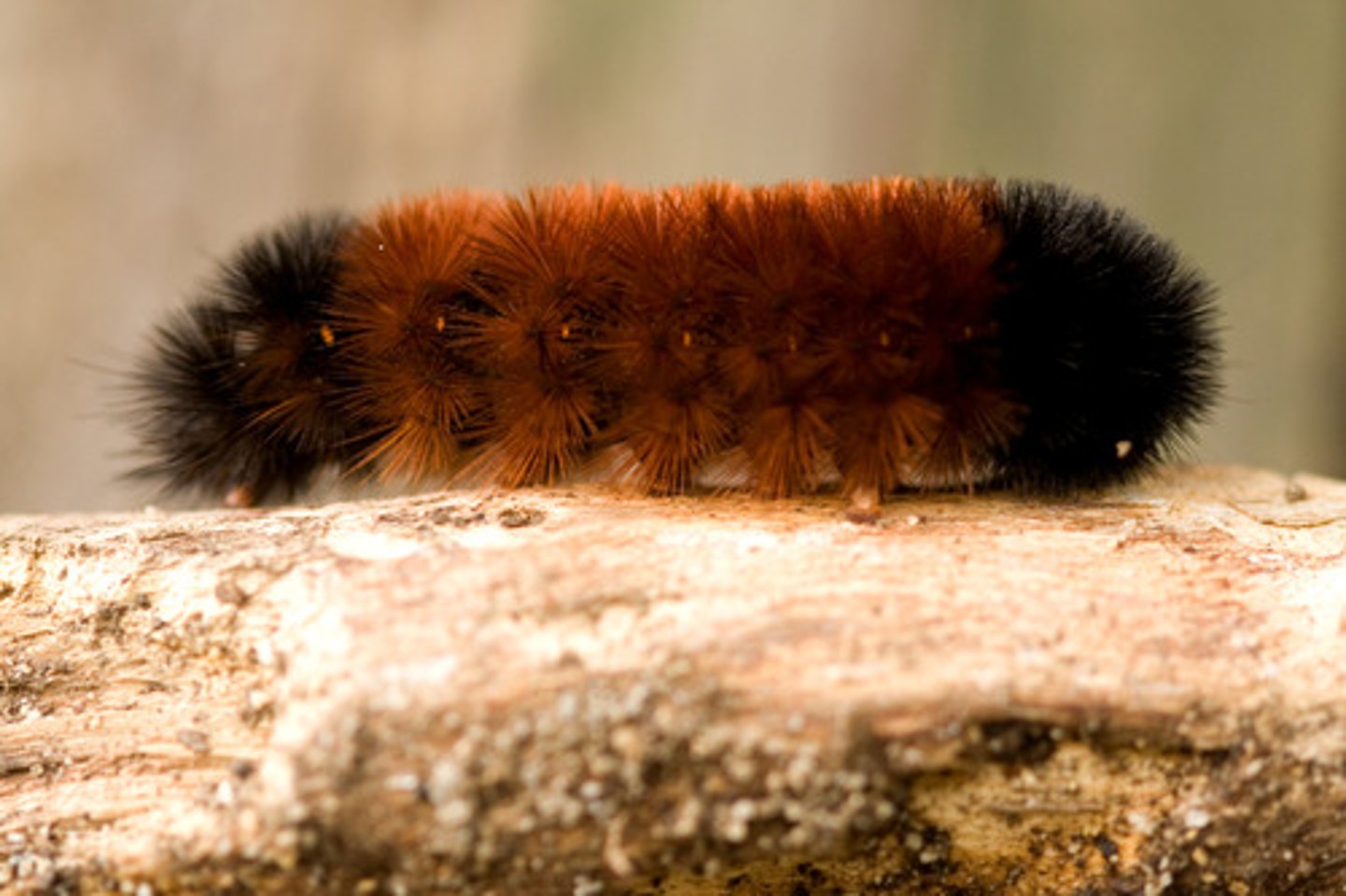 <p>large and black/brown with dense hairs on body (wooly bear), feed on primarily stinging nettle</p>