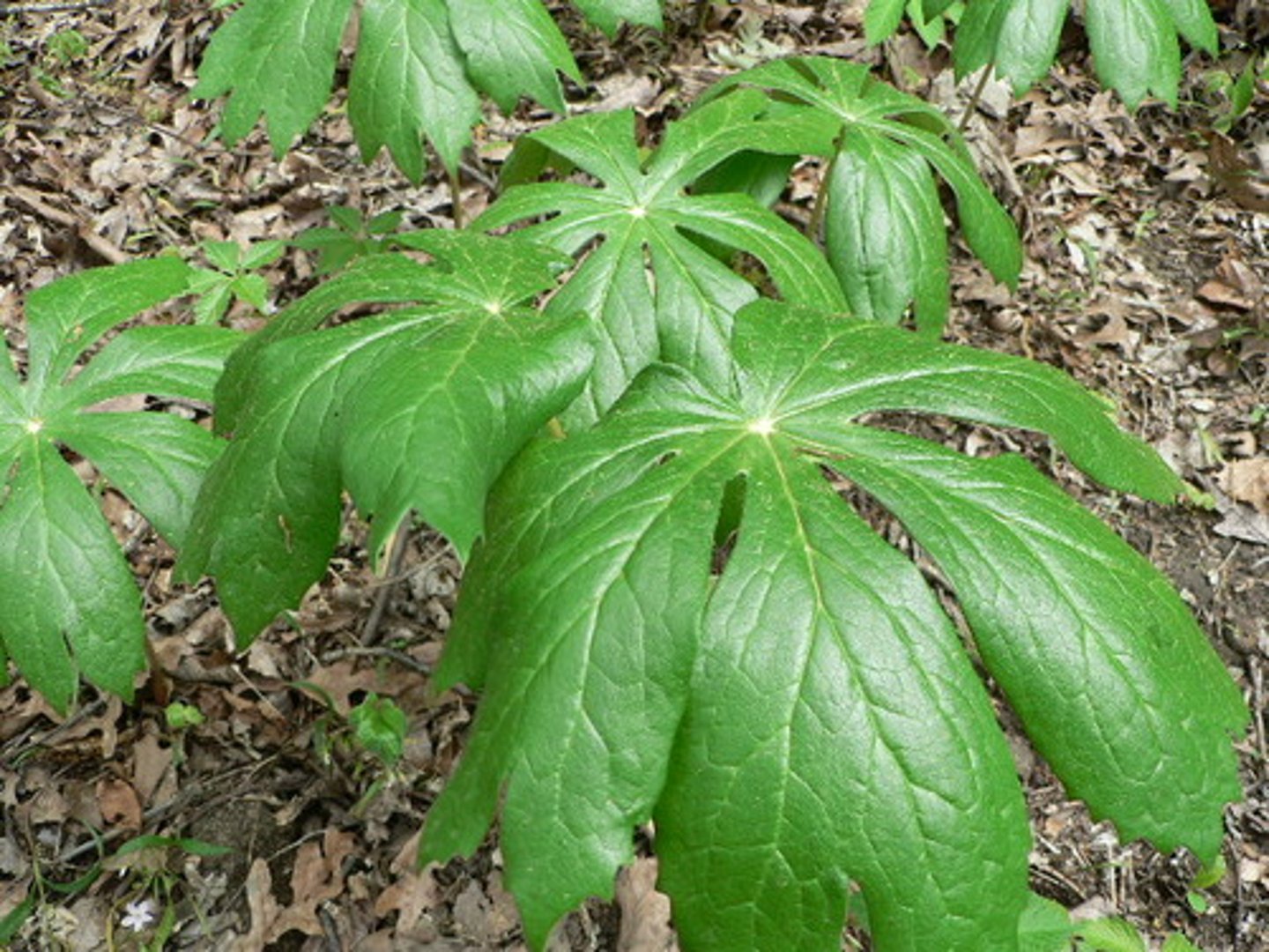 <p>-White flower where 2 leaves meet</p>