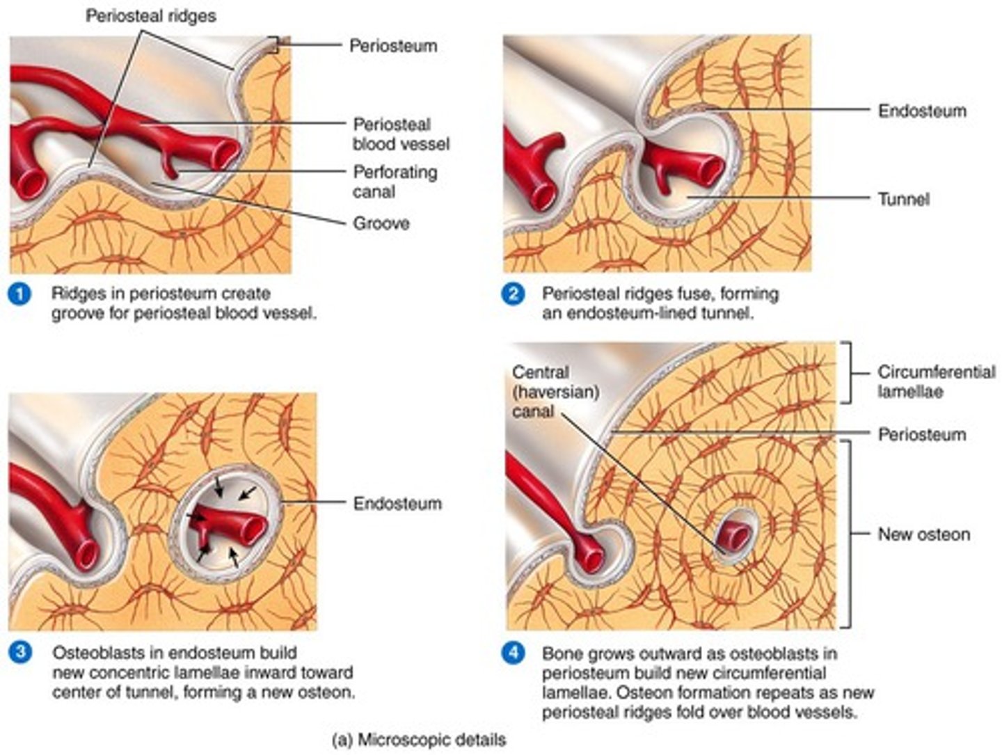 <p>When bone increases in thickness or width. More bone is added to the surface.</p><p>It is similar to intramembranous ossification.</p><p>The osteoprogenitor cells in the inner periosteum convert to osteoblast cells which in turn add more matrix to the outer surface of the bone.</p><p>The osteoblasts become osteocytes when they are trapped in the matrix.</p><p>This helps increase the strength of bones and is the only growth that occurs in mature bone.</p>