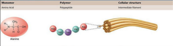 <ul><li><p>Structural and primary workhorse</p></li><li><p>Anything born from amino acids</p></li><li><p>They catalyze</p></li><li><p>Example is a polypeptide; single strand of amino acids</p></li><li><p>Bond between amino acids is peptide bond</p></li></ul><p></p>