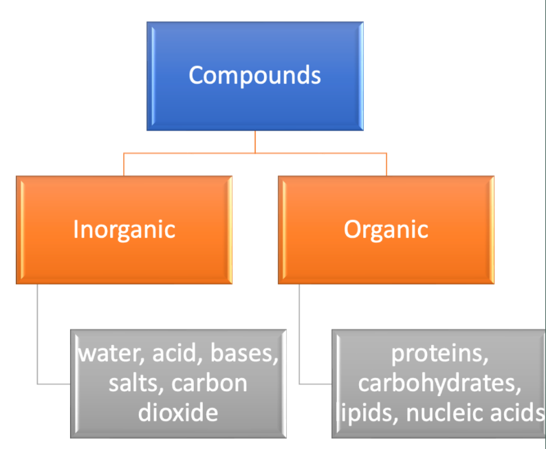 <p>Compounds can be classified into two types:</p><ul><li><p>Organic (living, proteins carbs, lipids, nucleic acid)</p></li><li><p>Inorganic (non living, water, acid, bases, salts, co2)</p></li></ul>