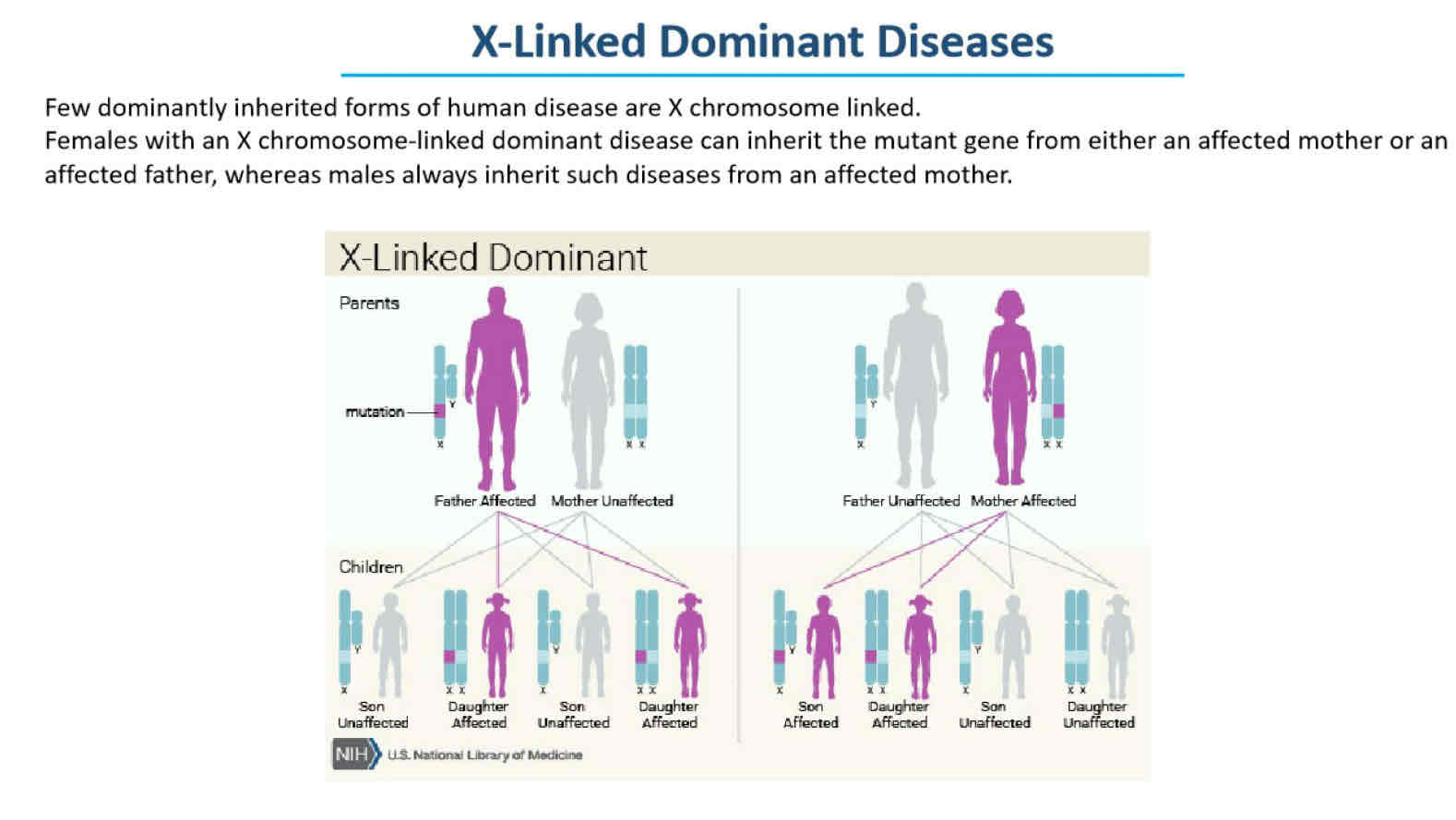 <p>Fill in the blank: X-linked dominant diseases require at least ____ mutated gene on the allele of one X chromosome in females for the disease to be expressed.</p>