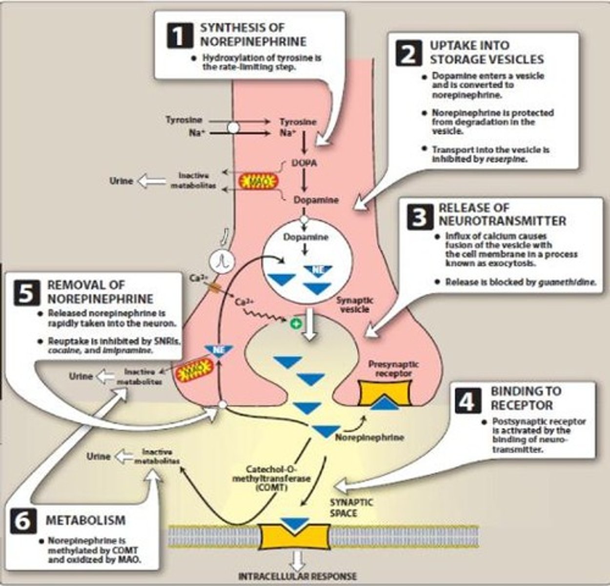 <p>Norepinephrine.</p>