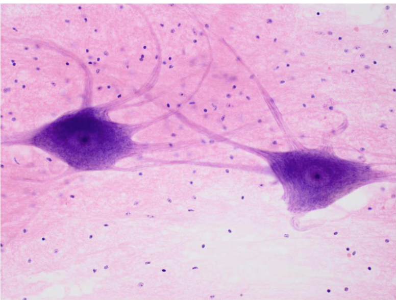<p>what tissue is this</p>