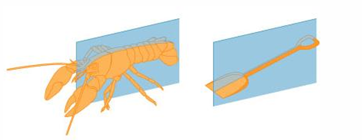 <p>only one plane passing through the center of the body will result in two symetrical halves</p>