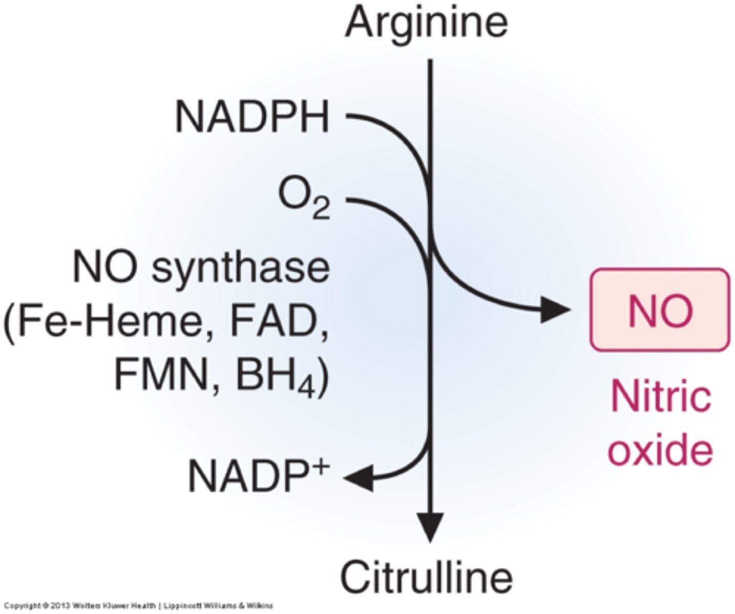 <p>a gas released by the endothelial cells to promote blood flow</p>