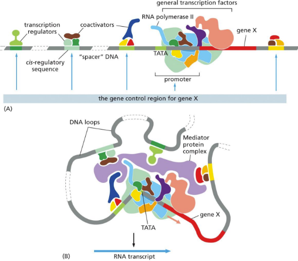 <p><span> consists of activator (and co-activator)/regulatory sequence/associated proteins, promoter region/factors/RNA pol, gene, more reg. proteins (chromatin remodelers)&nbsp;</span></p><ul><li><p class="Paragraph SCXW53437769 BCX0" style="text-align: left"><span>Formed when a mediator is present and binds all the components together&nbsp;</span></p></li></ul><ul><li><p class="Paragraph SCXW53437769 BCX0" style="text-align: left"><span>RNA pol. II then transcribes all coding genes &amp; non-coding RNA genes</span></p></li></ul><p></p>