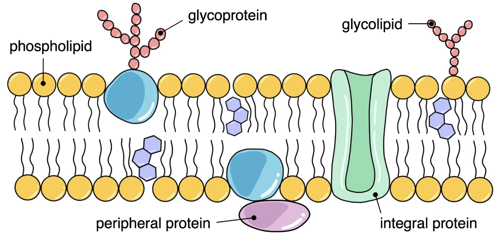 <p>Glycolipids</p>
