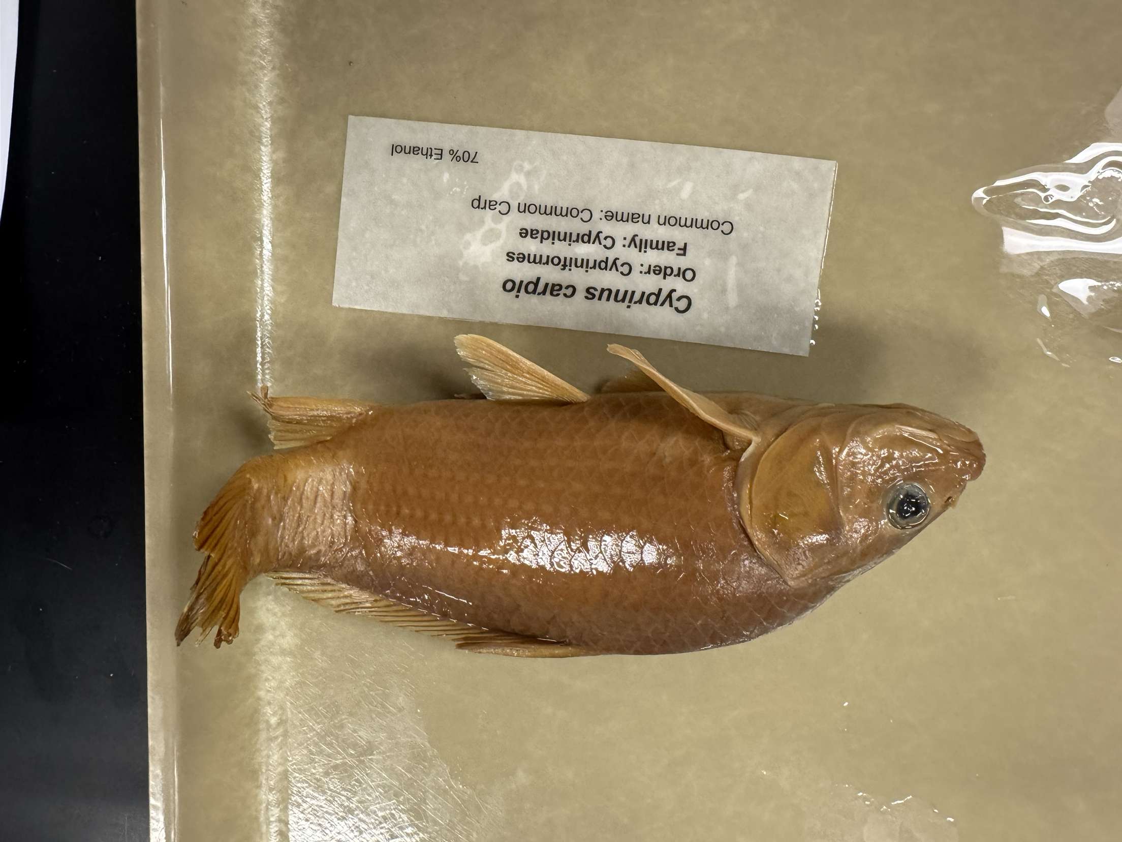 <p>Cyprinus carpio</p>