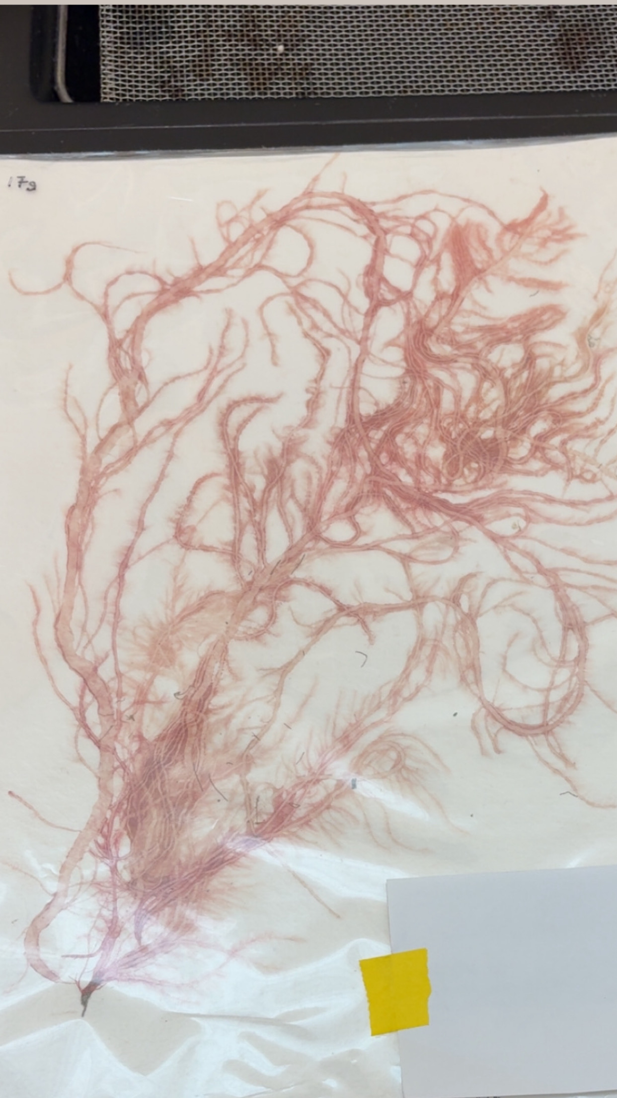 <p>What phylum </p>