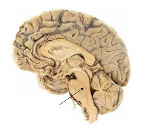 band of nerve fibers that run through the center of the brain stem; important in controlling arousal levels