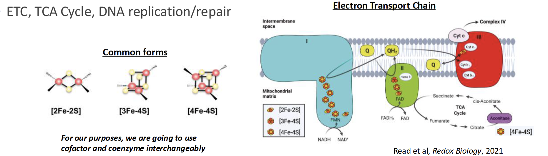 <p>Mg acts as cofactor for DNA synthesis</p><p>Iron & Sulfer combine into Fe-S clusters and is most common cofactor observed: ETC, TCA, DNA repair</p>