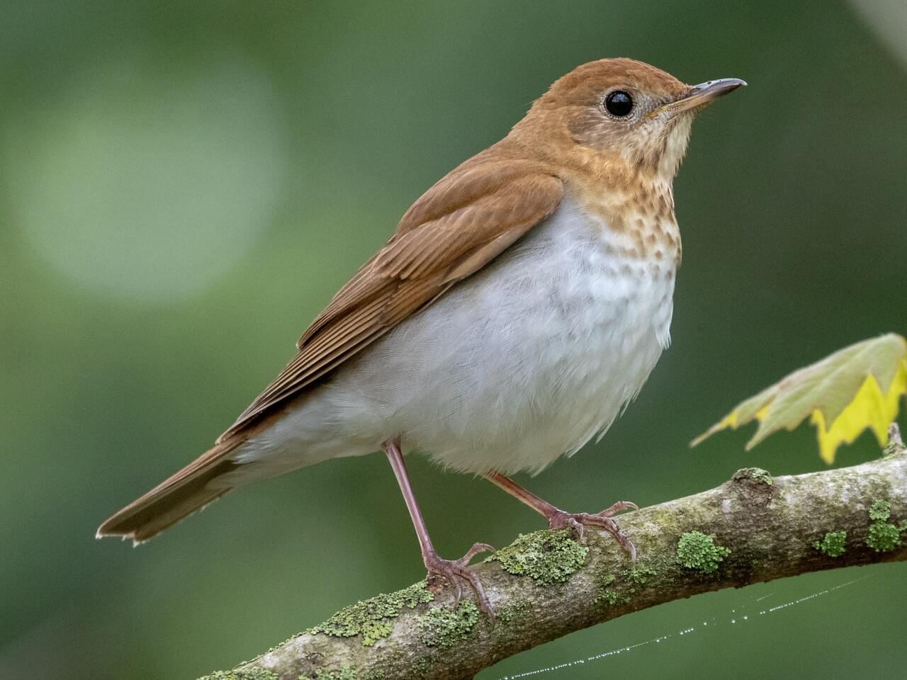 <p>Plain tawny brown thrush with faint spotting; flute-like song; lacks bold eye-ring.</p>