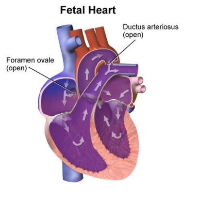 <p>The mammalian fetus bypasses the lungs through the foramen ovale and ductus arteriosus. The foramen ovale allows blood to flow from the right atrium to the left atrium, while the ductus arteriosus connects the pulmonary artery to the aorta, directing blood away from the non-functioning lungs. These two ducts close upon birth.</p>