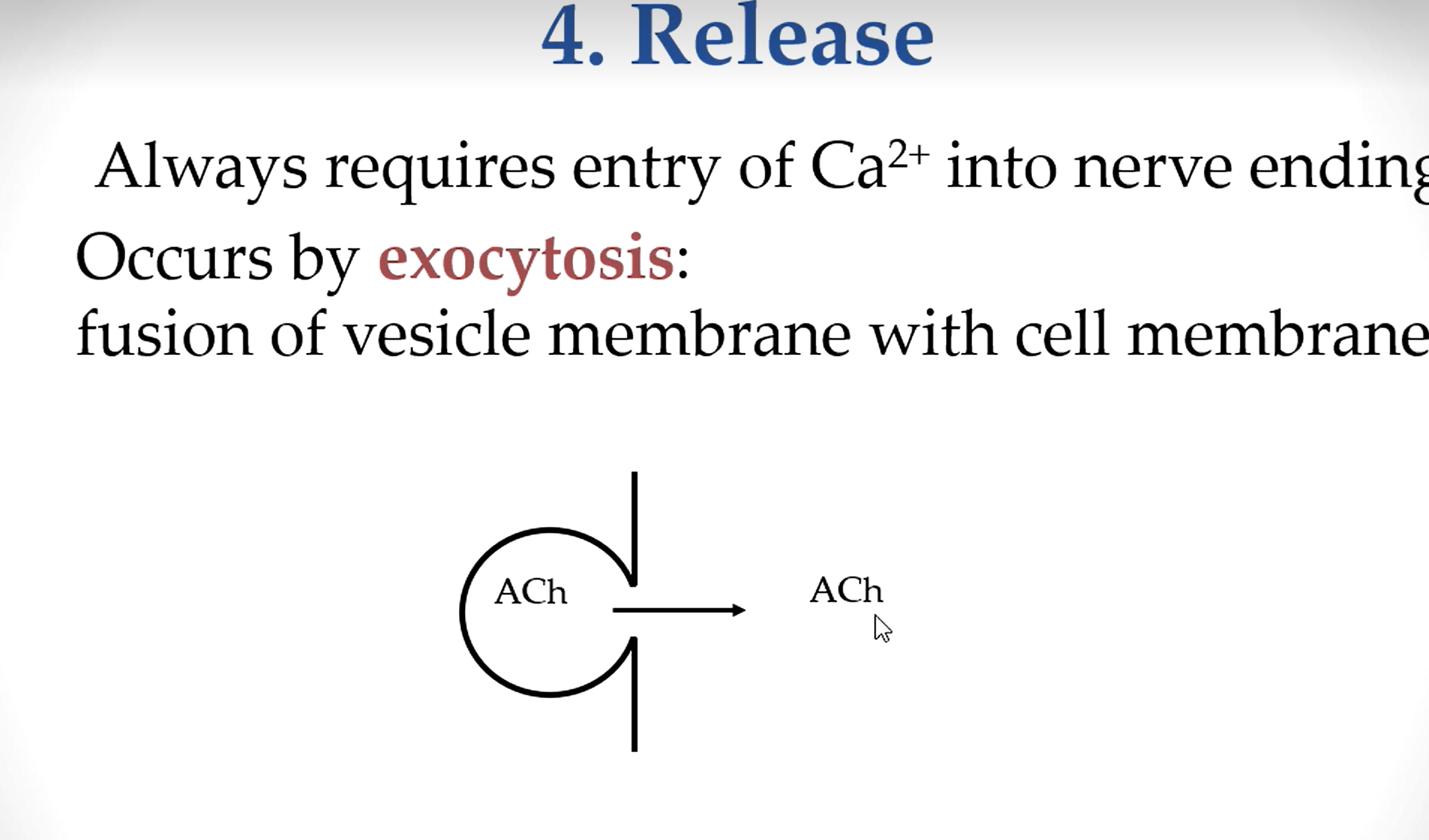 <p>Ca<sup>2+</sup> , can be inhibited by botulism toxin to prevent ACh release</p>