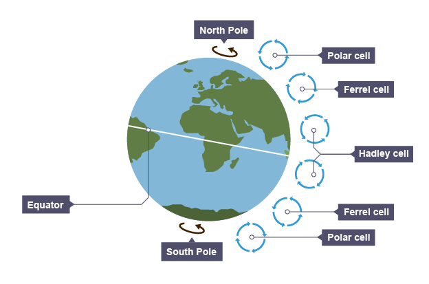 <ul><li><p><strong>driven by the equator</strong>, ‘hottest part of the Earth <strong>where air rises, leading to low pressure and rainfall.</strong></p></li><li><p>air <strong>reaches the edge of the atmosphere,</strong> it cannot go any further and so it <strong>travels north/south.</strong></p></li><li><p><strong>air becomes colder and denser</strong>, and falls, creating <strong>high pressure and dry conditions at around 30°</strong> north and south of the equator. (tropics of cancer and capricorn)</p></li><li><p>Air <strong>rises again at around 60°</strong> and <strong>descends again around 90°</strong></p></li><li><p><strong>cells alternate in direction due to the coriolis effect</strong></p></li></ul>