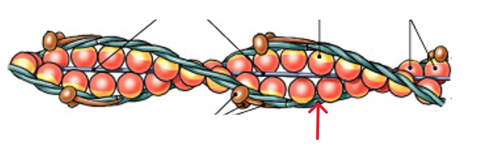 <p>Which of the four thin filament proteins is:</p><ul><li><p>Is a double strand that covers G actin</p></li><li><p>Prevents actin-myosin interaction</p></li></ul><p></p>