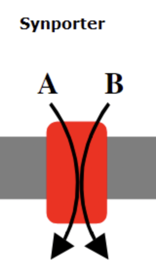 <p>proteins that simultaneously transport two molecules across a membrane in the same direction</p>