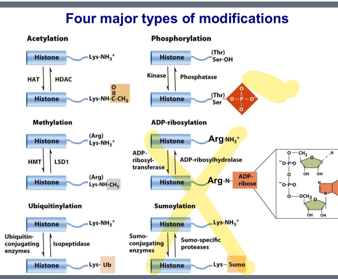 <p>Acetylation of lysines</p><p> Methylation of lysines and arginines</p><p> Ubiquitinylation of lysines</p><p> Phosphorylation of serines and threonines</p>