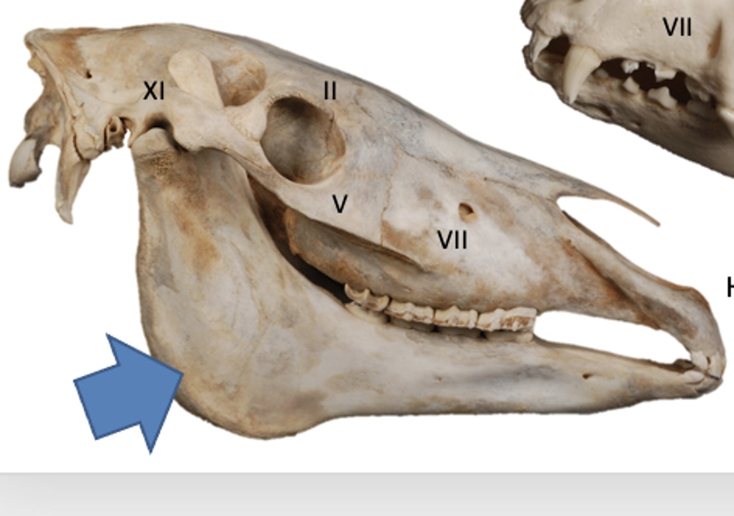 <p>lower jaw, paired, united by symphysis in dogs, cats, cattle. solid bone in adult horses and swine</p>