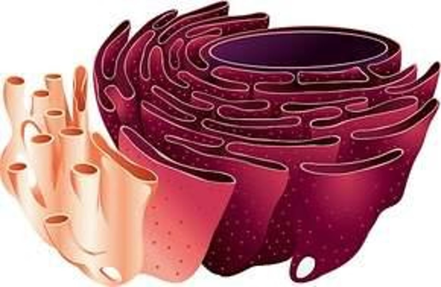 <p>Ribosomes are responsible for protein synthesis.</p>