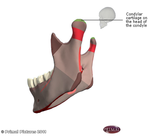 <p>what does the condylar cartilage in the mandible resemble in long bones </p>