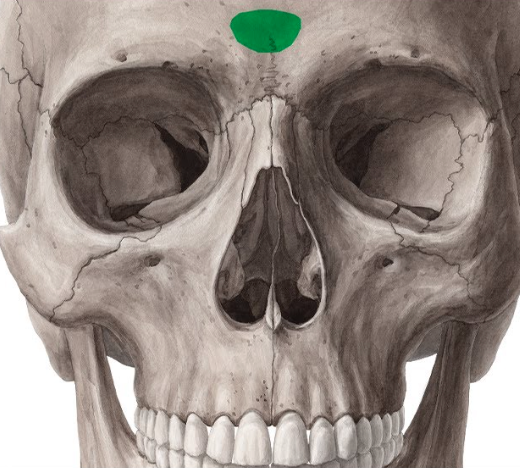 <p>frontal; smooth area between the eyes</p>