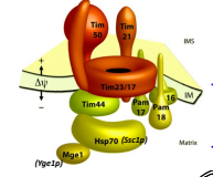 <p>The complex of proteins including mtHSP70 that drives translocation across the IMM and inserts proteins laterally into the IMM.</p>