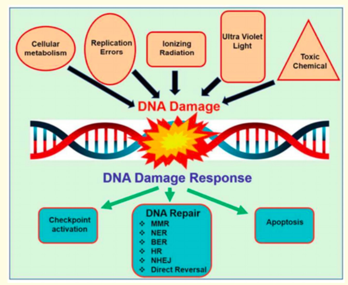 <p>The natural background radiation from radon which seeps from earth's crust</p>