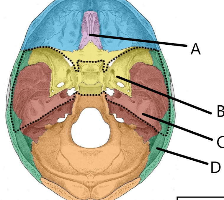 <p>identify bone a </p>