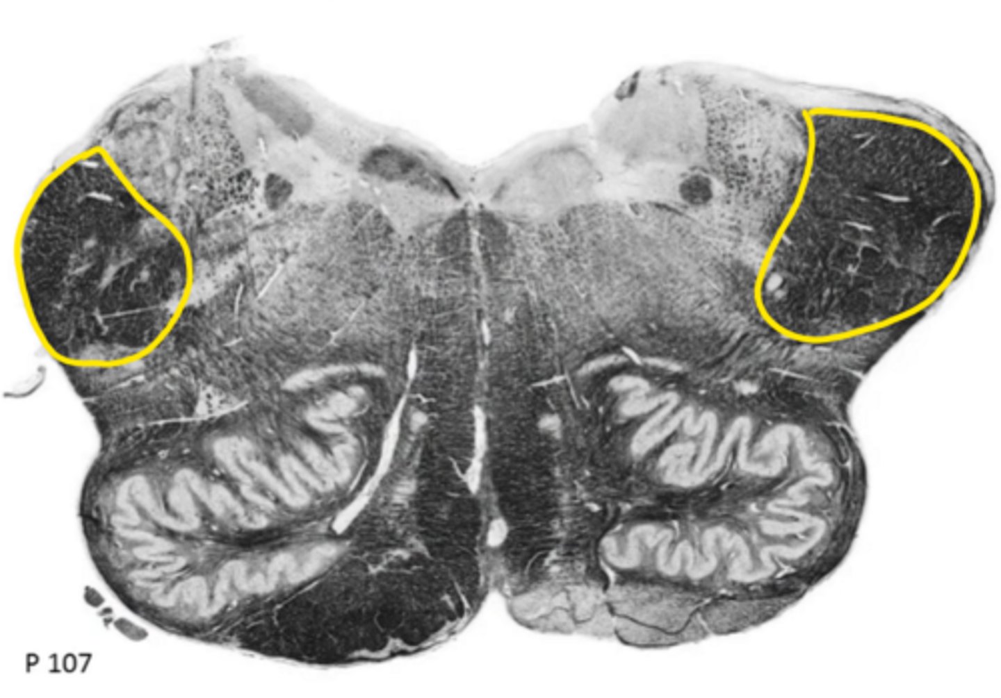 <p>ID the structure</p>