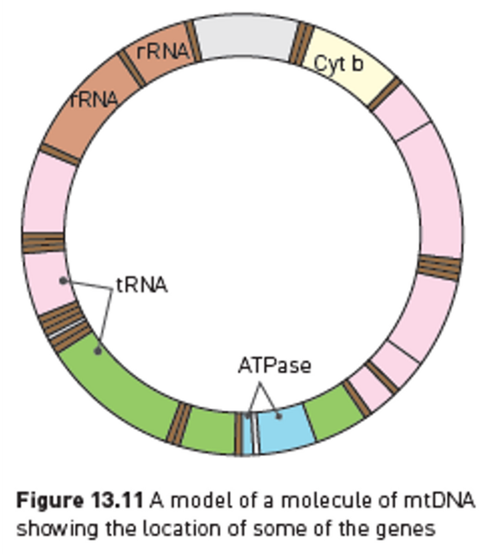 <p><span>•mtDNA has 37 genes essential for mitochondria to function properly:</span></p><p><span>⚬24 genes = contain codes for making transfer RNA (involved in protein synthesis)</span></p><p><span>⚬13 genes = contain instructions for making enzymes necessary for the reactions of cellular respiration</span></p>