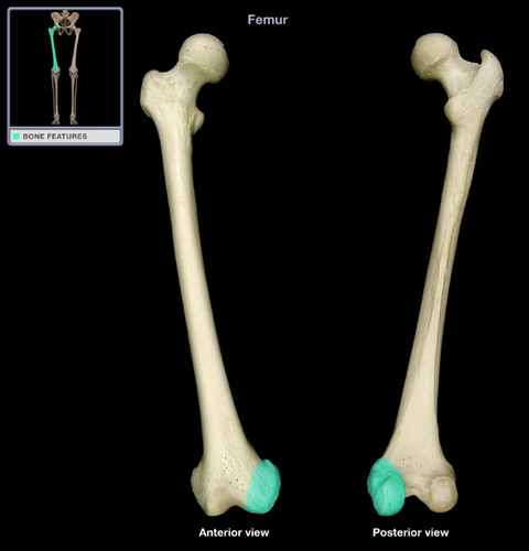 <p>rounded articular projection (bottom of femur)</p>