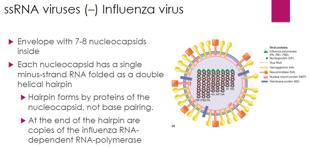 <p>-Among the Orthomyxoviridae family, Influenzavirus A and B cause the human disease influenza (Italian un influenza di freddo, to be influenced by the cold). These influenza virus virions are composed of an envelope enclosing eight nucleocapsids. Each nucleocapsid consists of a single, negative-strand RNA that exists as a double helical hairpin (figure 18.45a). Formation and maintenance of the double helix do not involve base pairing. Rather, this is accomplished by numerous copies of the nucleocapsid protein (NP), which coat the RNA. The three polypeptides of the influenza RdRp are attached to the open end of the hairpin. The life cycle of the influenza virus is outlined in figure 18.45c.</p>