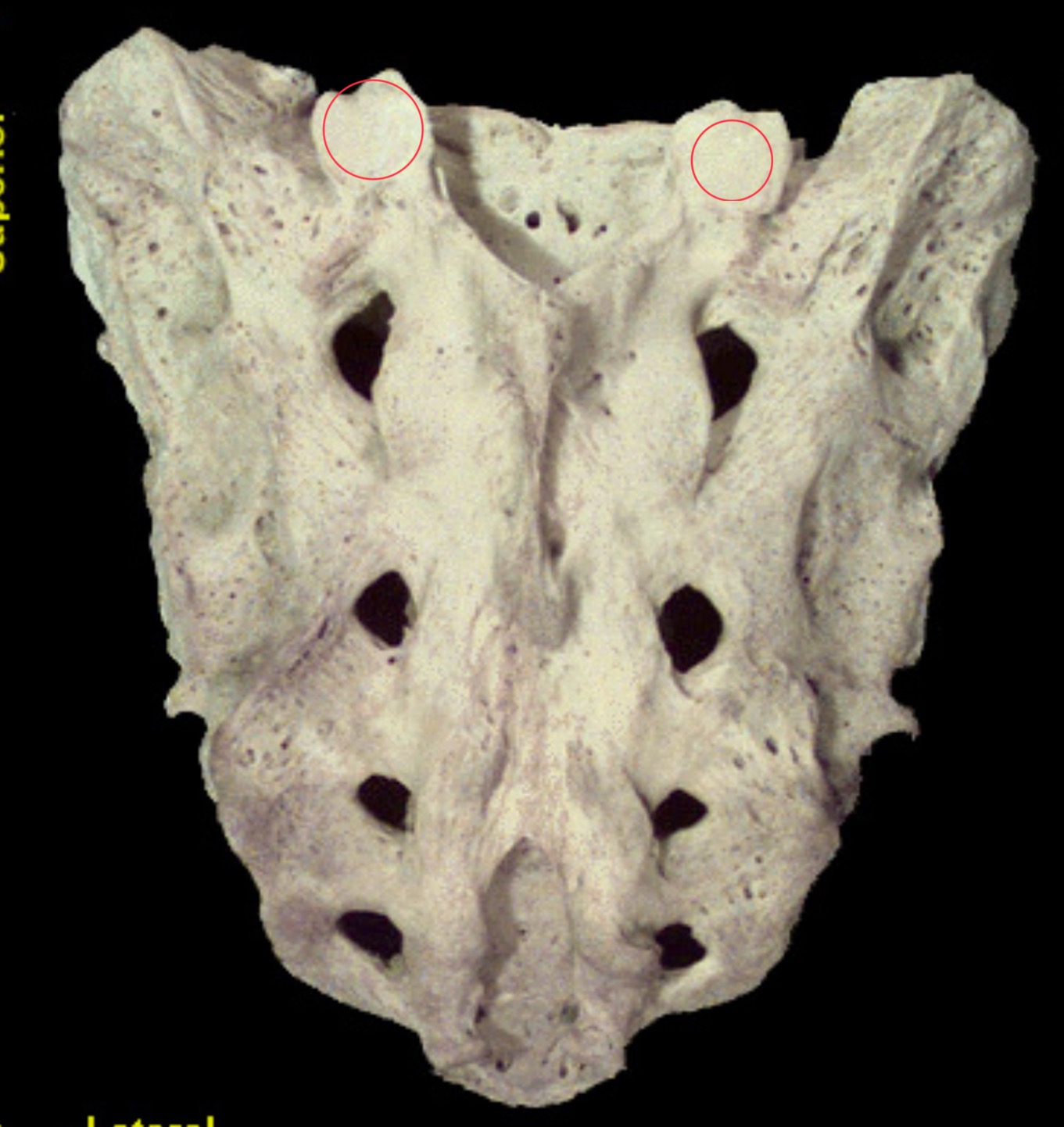 <p>What are these structures?</p>