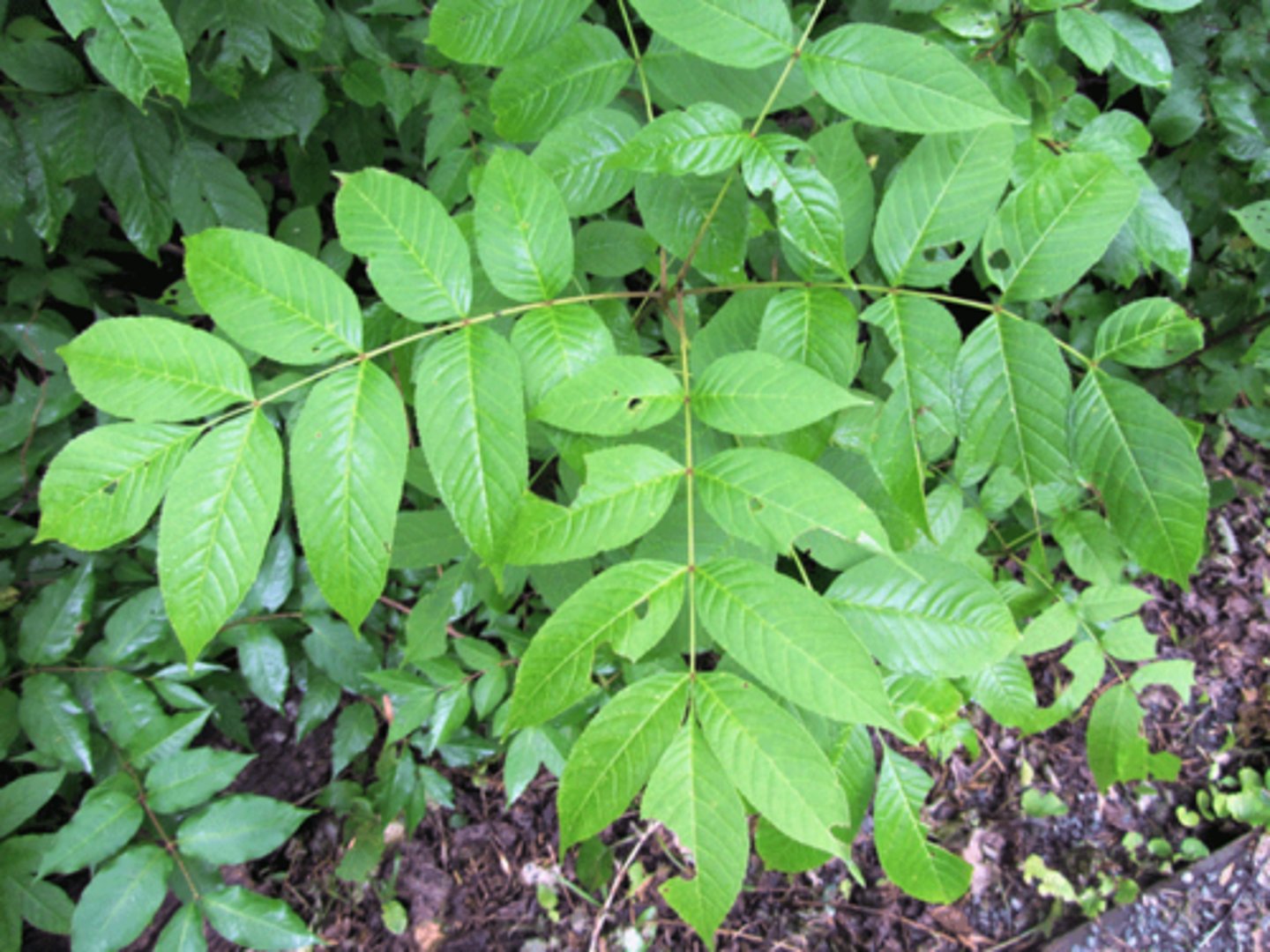<p>Oleaceae Fraxinus nigra</p>