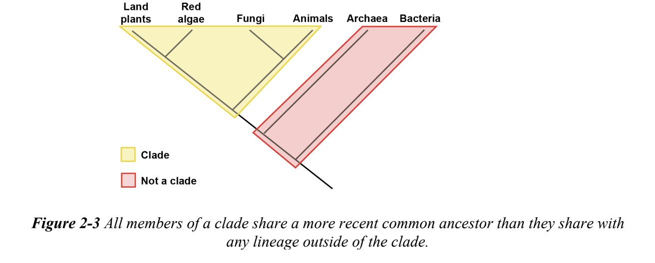 <p>All the descendants of an ancestral lineage</p><p>grouping of branches and tips</p><p>identify a chuck of the tree that can be removed from the root with a single cut</p>