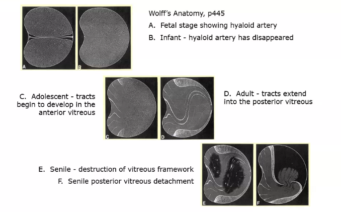 <p>growth and ageing of the vitreous </p>