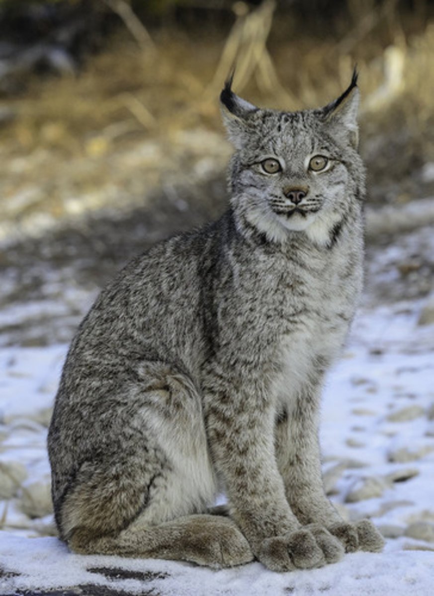 <p>Lynx canadensis</p>